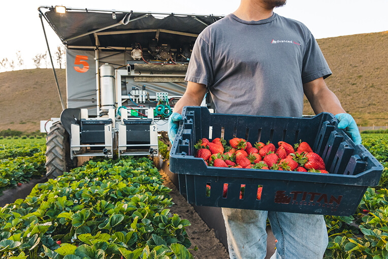 Ein Erntehelfer hält eine Kiste mit reifen Erdbeeren.