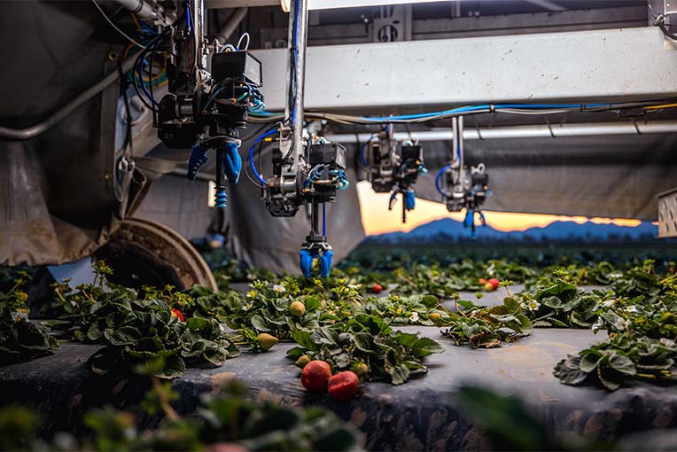 A robotic arm poised to harvest a ripe strawberry