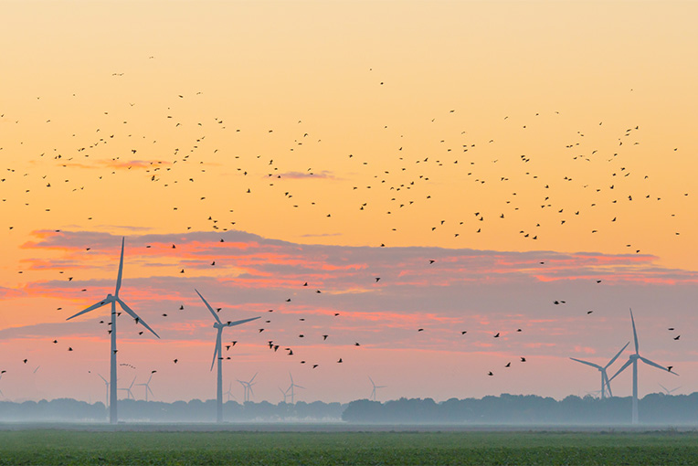 A flock of birds flies near large wind turbines.