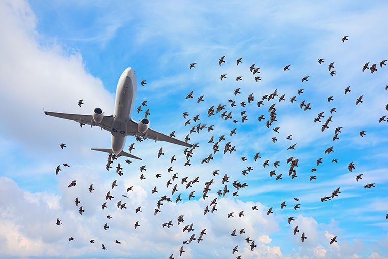 Een zwerm vogels vliegt in de buurt van een vliegtuig.
